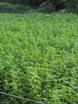 팜모닝 자유주제·자유게시판 게시글 이미지