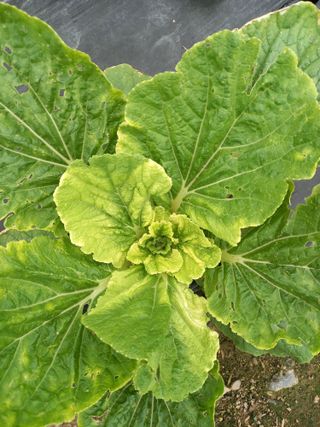 낙엽교목류17614님의 농사, 무엇이든 물어보세요! · 참여글 작성글 사진