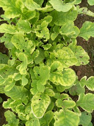 낙엽교목류17614님의 농사, 무엇이든 물어보세요! · 참여글 작성글 사진