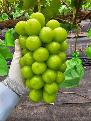 스카이마린님의 포도 · 영농일지 작성글 사진