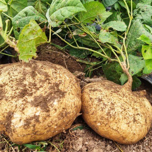 의성소담농원김명제님의 장터 판매 상품 [당뇨,고혈압,변비,다이어트에 특효 히카마(멕시코감자) 5K/10K] 첨부 사진