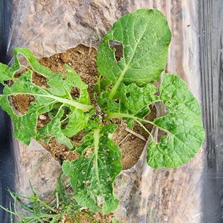 한상범님의 배추 · 영농일지 작성글 사진