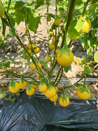 보은 김영순님의 자유주제 · 자유게시판 작성글 사진