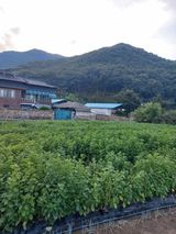 팜모닝 들깨·영농일지 게시글 이미지