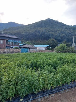 황규호님의 들깨 · 영농일지 작성글 사진