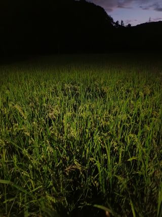 새싹농장님의 벼 · 영농일지 작성글 사진