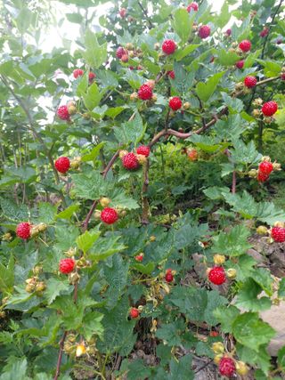 김기숙님의 기타작물 · 영농일지 작성글 사진