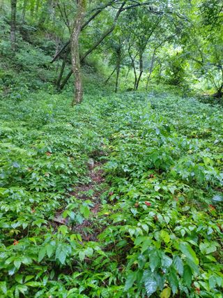 김기숙님의 기타작물 · 영농일지 작성글 사진