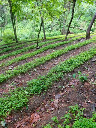 김기숙님의 기타작물 · 영농일지 작성글 사진