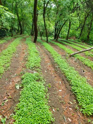 김기숙님의 기타작물 · 영농일지 작성글 사진