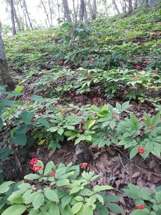 김기숙님의 기타작물 · 영농일지 작성글 사진