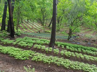 김기숙님의 기타작물 · 영농일지 작성글 사진