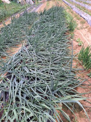 권찬훈님의 양파 · 영농일지 작성글 사진