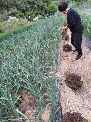 권찬훈님의 양파 · 영농일지 작성글 사진