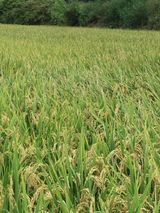 팜모닝 벼·영농일지 게시글 이미지