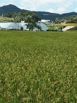 이종원님의 벼 · 영농일지 작성글 사진