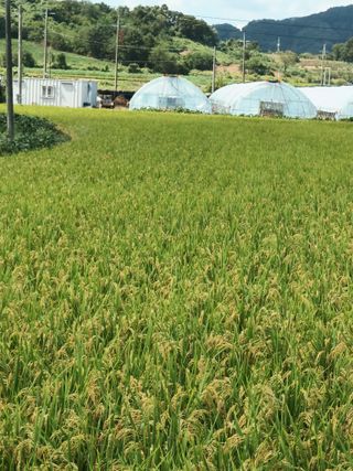 이종원님의 벼 · 영농일지 작성글 사진