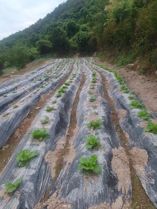 시골농부뜨돌이님의 배추 · 파종•정식 작성글 사진