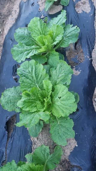 최영환님의 기타작물 · 영농일지 작성글 사진