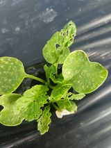 팜모닝 배추·영농일지 게시글 이미지