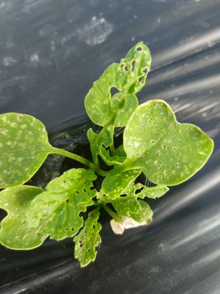 김치환님의 배추 · 영농일지 작성글 사진