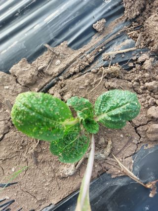 김치환님의 배추 · 영농일지 작성글 사진