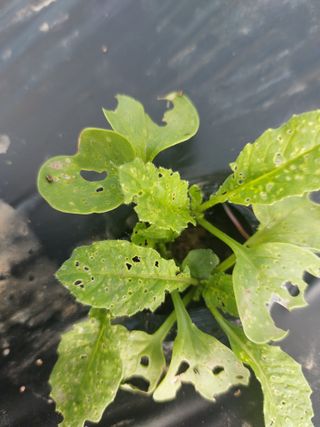 김치환님의 배추 · 영농일지 작성글 사진