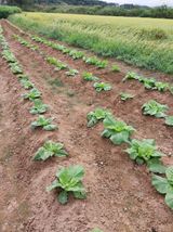 팜모닝 배추·영농일지 게시글 이미지