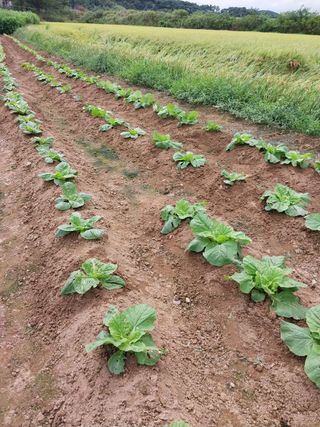 오영관님의 배추 · 영농일지 작성글 사진