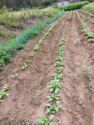 오영관님의 배추 · 영농일지 작성글 사진
