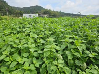 오영관님의 배추 · 영농일지 작성글 사진