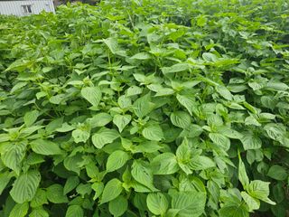 오영관님의 배추 · 영농일지 작성글 사진