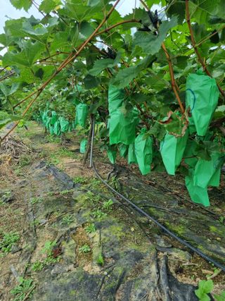 민원기님의 포도 · 영농일지 작성글 사진