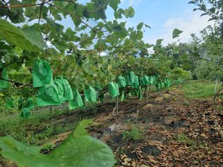 민원기님의 포도 · 영농일지 작성글 사진