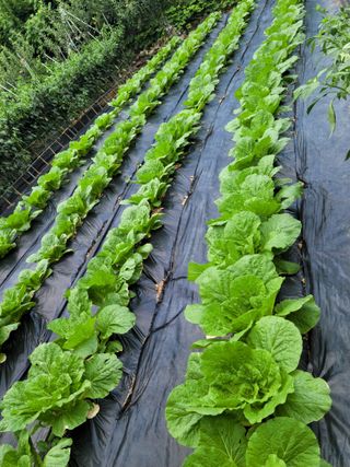 체리 김성자님의 배추 · 일상 작성글 사진