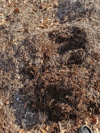 정봉원님의 고추 · 영농일지 작성글 사진