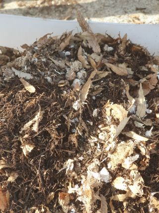 정봉원님의 고추 · 영농일지 작성글 사진