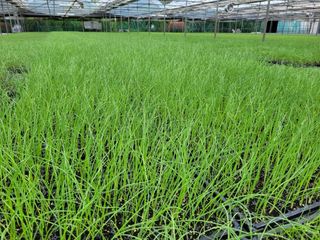 청운농원육묘장님의 양파 · 영농일지 작성글 사진