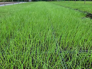 청운농원육묘장님의 양파 · 영농일지 작성글 사진