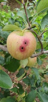 팜모닝 사과·영농일지 게시글 이미지