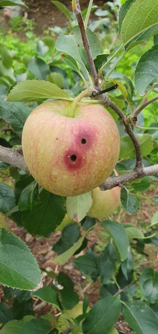 박두우님의 사과 · 영농일지 작성글 사진