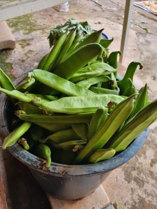 조애순님의 콩 · 영농일지 작성글 사진