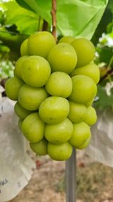 팜모닝 포도·영농일지 게시글 이미지