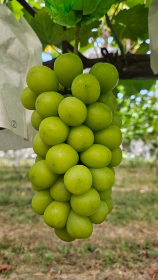 송석원님의 포도 · 영농일지 작성글 사진