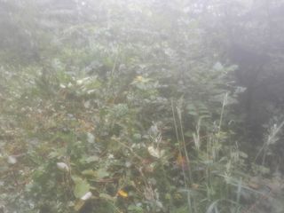 힐링촌가님의 기타작물 · 영농일지 작성글 사진