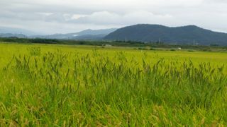벼10129박병기님의 벼 · 영농일지 작성글 사진