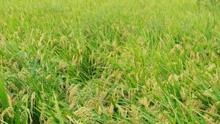 벼10129박병기님의 벼 · 영농일지 작성글 사진