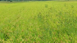 벼10129박병기님의 벼 · 영농일지 작성글 사진