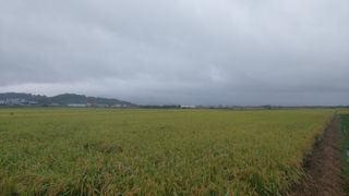 벼10129박병기님의 벼 · 영농일지 작성글 사진