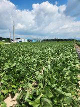 팜모닝 자유주제·자유게시판 게시글 이미지